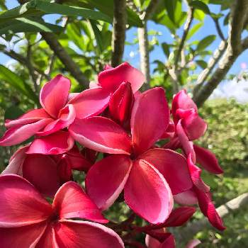 情熱的な色の画像 by くいなさん | お出かけ先とプルメリアと医療従事者の方々へエールをと石垣島とピンクの花と南国植物と情熱的な色