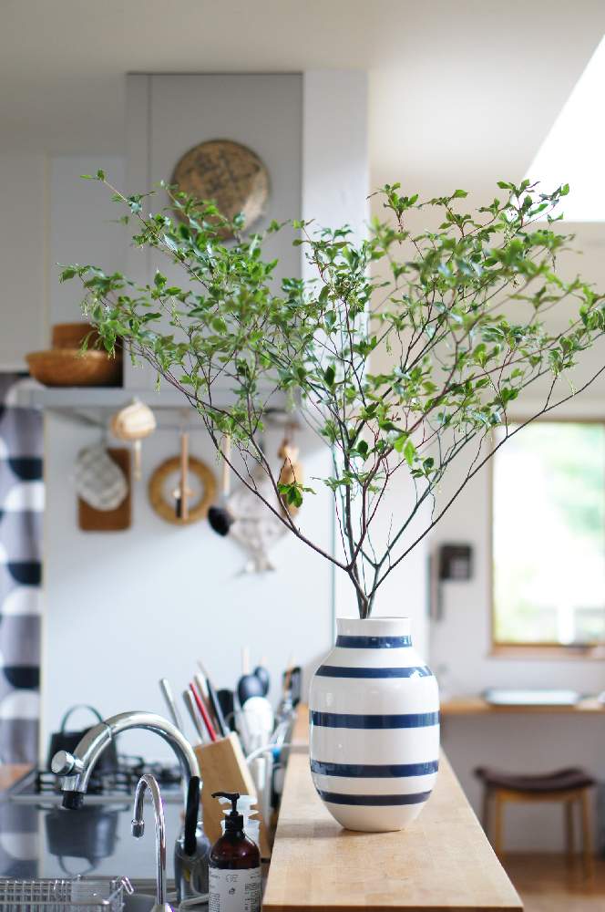 ドウダンツツジの投稿画像 By Norimmekkoさん 季節を楽しむとドウダンツツジ と癒しのグリーンとグリーンのある暮らしと枝もの とおうち時間とお部屋のグリーンと癒しとケーラーアンバサダーとインテリアと植物と季節を感じる暮らしと癒しの空間とオマジオとリビング