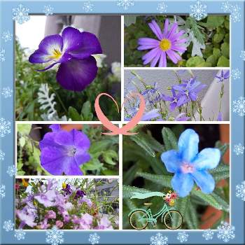 花は・花は・花は咲くの画像 by じゅんさん | バルコニー/ベランダと2019同期とがんばれ！関西とチームブルーNO.076と花は・花は・花は咲くとウキウキわくわく♪とコロナに負けるな！と医療関係者に感謝‼️としあわせ運べるようにと㊗️やっちゃん3300picと美しく青きドヨウと今日も一日お元気でとチーム・ブルーと頑張ろう日本❣️と青い春の花マニアと青い小さな花マニア
