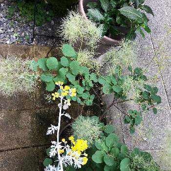 スモークツリー ピンクパールの投稿画像一覧 Greensnap グリーンスナップ