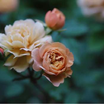 モカの画像 by tokitokiさん | 小さな庭とモカとミニバラ・モカとバラ・ミニバラとばら バラ 薔薇と自慢のバラ_2021