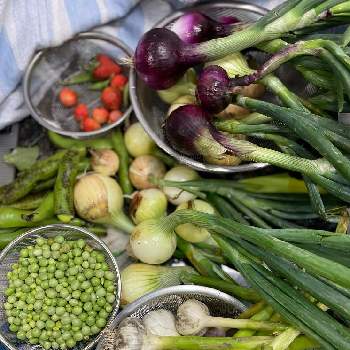 ニンニク収穫の画像 by Siri H.さん | キッチンとニンニク収穫とグリーンピース収穫と空豆収穫と苺収穫と玉葱収穫と赤玉葱収穫