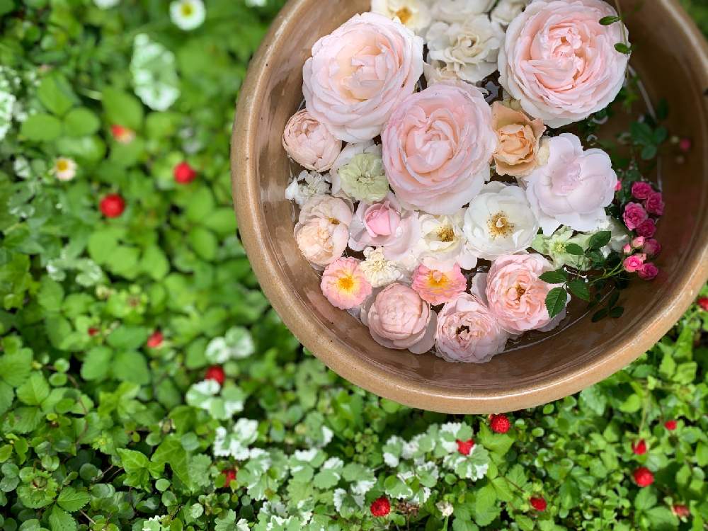 アイスバーグの投稿画像 By Tamさん ニュードーンとロココと極小ミニバラ みさきとバラ ブリーズとつるバラ サマースノーとイングリッシュ ヘリテージとバラ ブランピエール ド ロンサールとバラ ギスレーヌ ドゥ フェリゴンドとばら バラ 薔薇と咲いてくれて