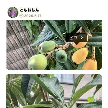 ビワの木の投稿画像一覧 Greensnap グリーンスナップ