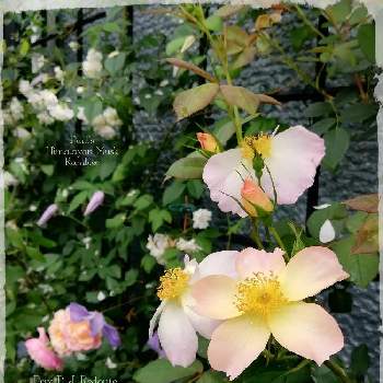 2021 greenbear*'s Rosesの画像 by greenbear*さん | 小さな庭とクレマチスとバラとポールズヒマラヤンムスクランブラーと薔薇ポールズ・ヒマラヤン・ムスクとクレマチス エミリアプラターとプリpjルドゥーテとジ・アレキサンドラ・ローズとバラの接ぎ木と薔薇愛同盟とデビッドオースチンとクレマチス&薔薇コラボとバラ大好きと薔薇のある暮らし♡とバラ 鉢植えとつる性植物とクレマチス・ビチセラ系と2021 greenbear*'s Rosesとイングリッシュガーデンに憧れてと2021 GSでバラ園とイングリッシュ・ローズと香りの良いバラと成長記録と花のある暮らしとクレマチス 鉢植えとロザリアンとバラとクレマチスとgb's接ぎ木バラ