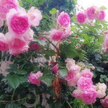 バラのある庭の画像 by pommeepatanteさん | アプローチとバラ　ジャスミーナと春のお花とドライフラワーと春の庭とバラのある庭とバラを楽しむ