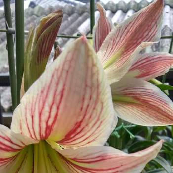 白と赤の投稿画像一覧 Greensnap グリーンスナップ