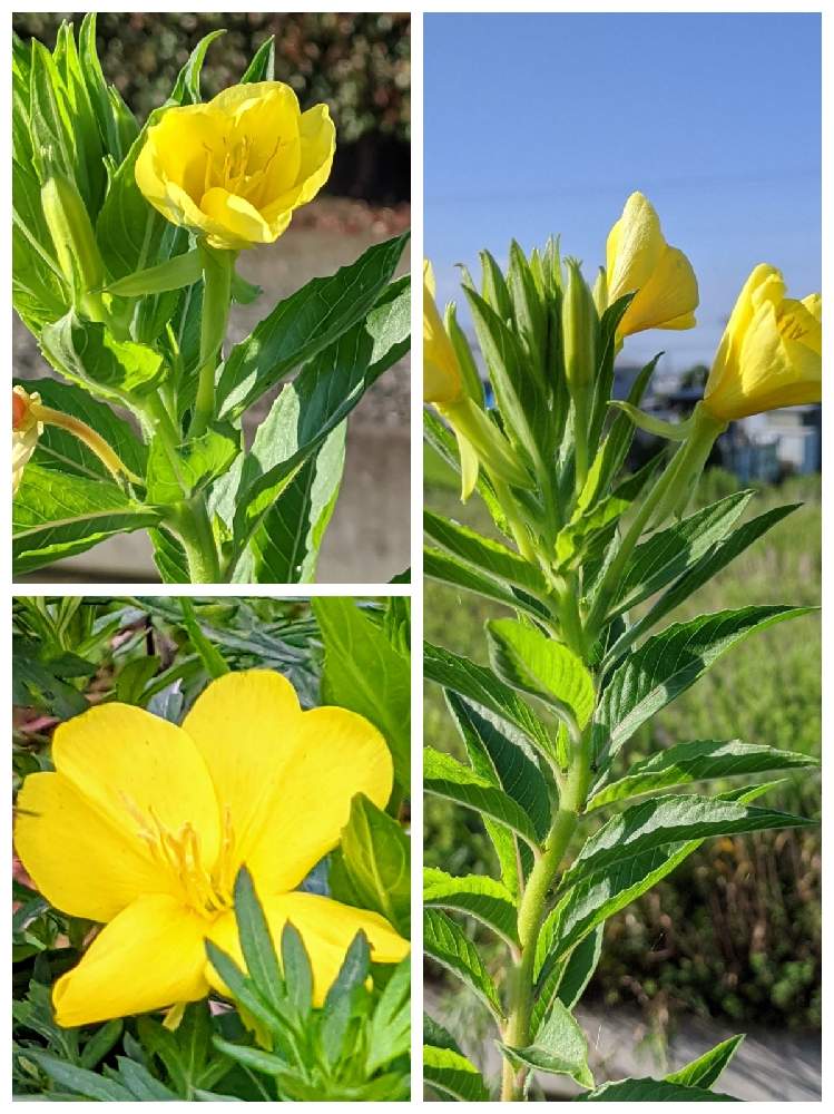 メマツヨイグサの投稿画像 By やまりんさん お出かけ先とかわいい雑草と道路脇と散歩道と美しき小さな雑草の花図鑑と河辺と美しき小さな雑草の花 たちとかわいい雑草と道路脇と散歩道と美しき小さな雑草の花図鑑と河辺と美しき小さな雑草の花たち 21月5月22日