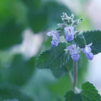 キャットニップの花の投稿画像一覧 Greensnap グリーンスナップ