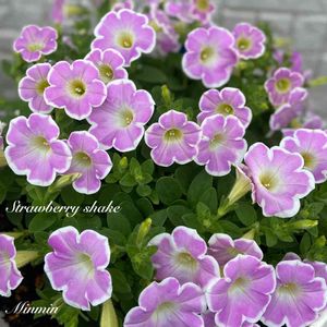 ガーデニング,可愛い,ピンクの花,花のある暮らし,キュンキュン♡の画像