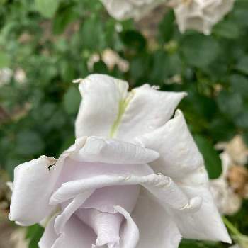 マダム高木の投稿画像一覧 Greensnap グリーンスナップ