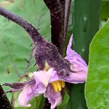 茄子の花の投稿画像一覧 Greensnap グリーンスナップ