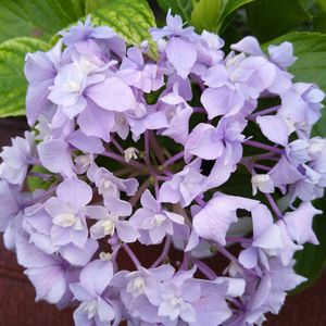 アジサイ,紫陽花,紫の花,アジサイ科,日本原産の画像
