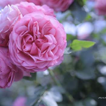 レオナルドダヴィンチの画像 by noahさん | お出かけ先とレオナルドダヴィンチと植物のある暮らしとばら バラ 薔薇とピンクの花といつもありがとう♡と癒しとGS日和とミラーレス一眼と花のある暮らしとバラ・ミニバラとGREEN UP!
