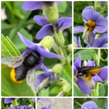 クマバチの投稿画像一覧 Greensnap グリーンスナップ