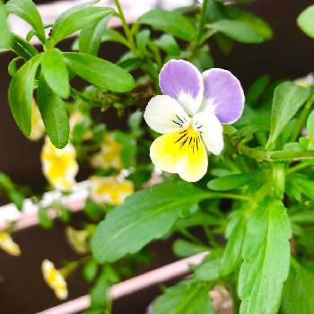 スーパーベル Proven Winners Pw ガーデニング 園芸 花苗 低木 多肉植物 花 植物