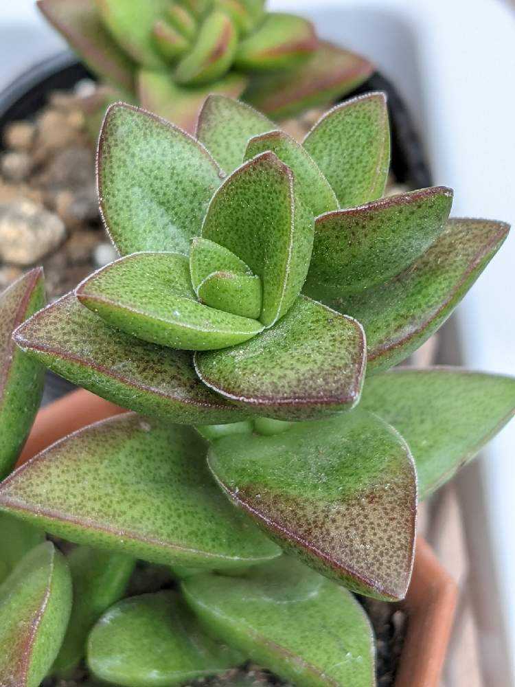 多肉植物 クラッスラ 星系 カット苗 ルペストリス/桜星/数珠星/小米星他 多肉植物 クラッスラ 星系 カット 星の王子/ルペストリス/桜星/数珠星