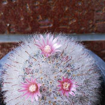 サボテン高砂の投稿画像一覧 Greensnap グリーンスナップ