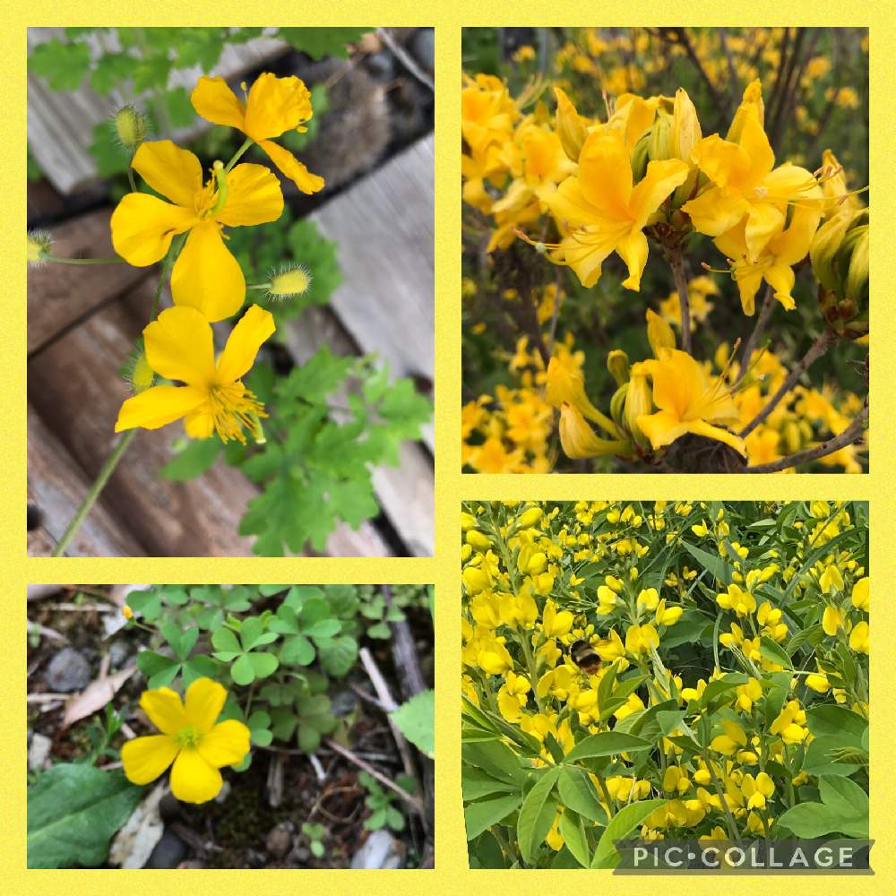 カタバミの投稿画像 By きなこさん クサノオウとキバナツツジとセンダイハギ 21月5月22日 Greensnap グリーンスナップ