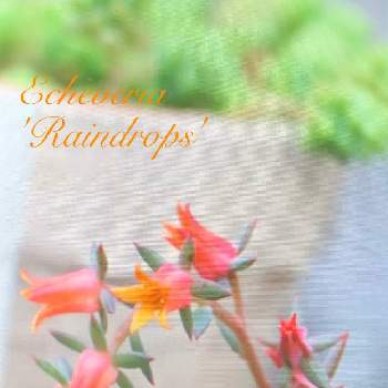 雨粒の様なコブの画像 by キラライ　ブツ子さん | レインドロップとレインドロップの花とチャーミングプリティーとコブは健在とコブ多肉とコブとベンケイソウ科 〜と雨粒の様なコブとタニクドロップとコブエケベリア