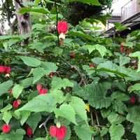 アブチロン (チロリアンランプ),アブチロン (チロリアンランプ),アプチロン チロリアンランプ,花壇,ガーデニングの画像