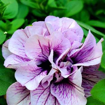 ペチュニア八重咲きの投稿画像一覧 Greensnap グリーンスナップ