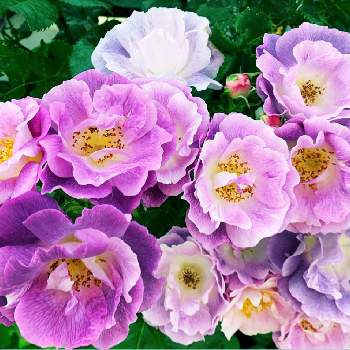 ブルーフォー・ユーの画像 by なつきAckermann。さん | ブルーフォー・ユーと植物のある暮らしとばら バラ 薔薇とGS映えと季節の花と素敵な庭に✨とおうち園芸と今日の一枚と花のある暮らしと花が好きとバラを楽しむ