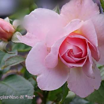 オールドローズ好きの投稿画像一覧 Greensnap グリーンスナップ