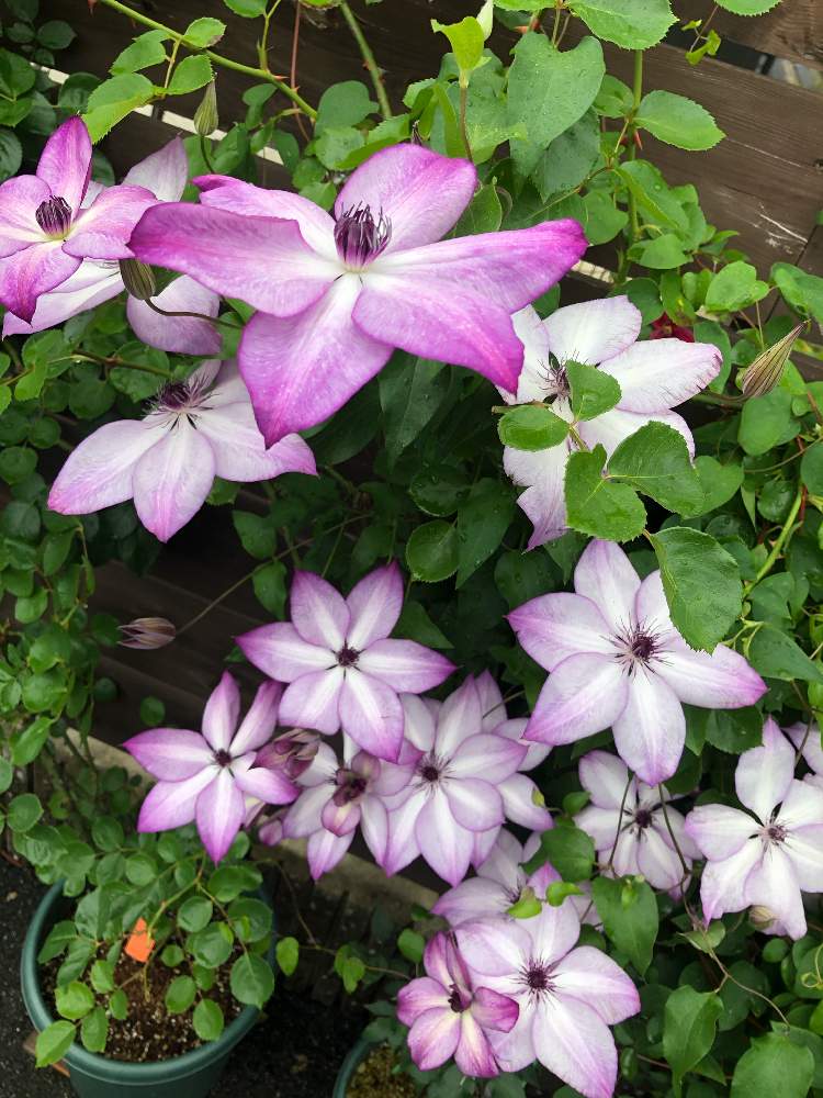 クレマチスフォンドメモリーズの投稿画像 By Kazuyaさん 園芸男子とクレマチス とつるバラとおうち園芸とガーデニングと花のある暮らしとバラ ミニバラ 21月5月22日 Greensnap グリーンスナップ