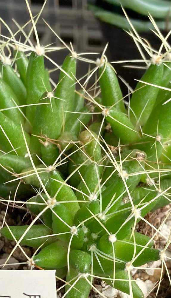 サボテン科の投稿画像 By 橘 加絵さん ナフコとドリコテレ属とdolichothele 21月5月22日 Greensnap グリーンスナップ