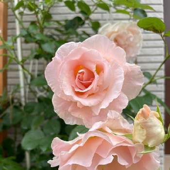 つるばら ロココの投稿画像一覧 Greensnap グリーンスナップ