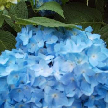 ㊗️Kumakoさん1900picの画像 by じゅんさん | お出かけ先と2019同期とGSでお買い物と紫陽花☆とがんばれ！関西とチームブルーNO.076と花は・花は・花は咲くとウキウキわくわく♪と青い夏の花マニアとコロナに負けるな！と医療関係者に感謝‼️と青い紫陽花マニアとしあわせ運べるようにと美しく青きドヨウと青い紫陽花前線2021と今日も一日お元気でと青い花マニアとチーム・ブルーと頑張ろう日本❣️と㊗️Kumakoさん1900picとアの付く植物