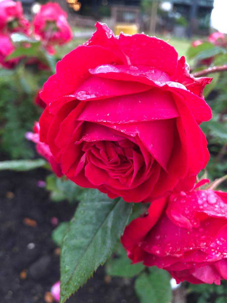 いばらきフラワーパークへ行ってきました Greensnap グリーンスナップ