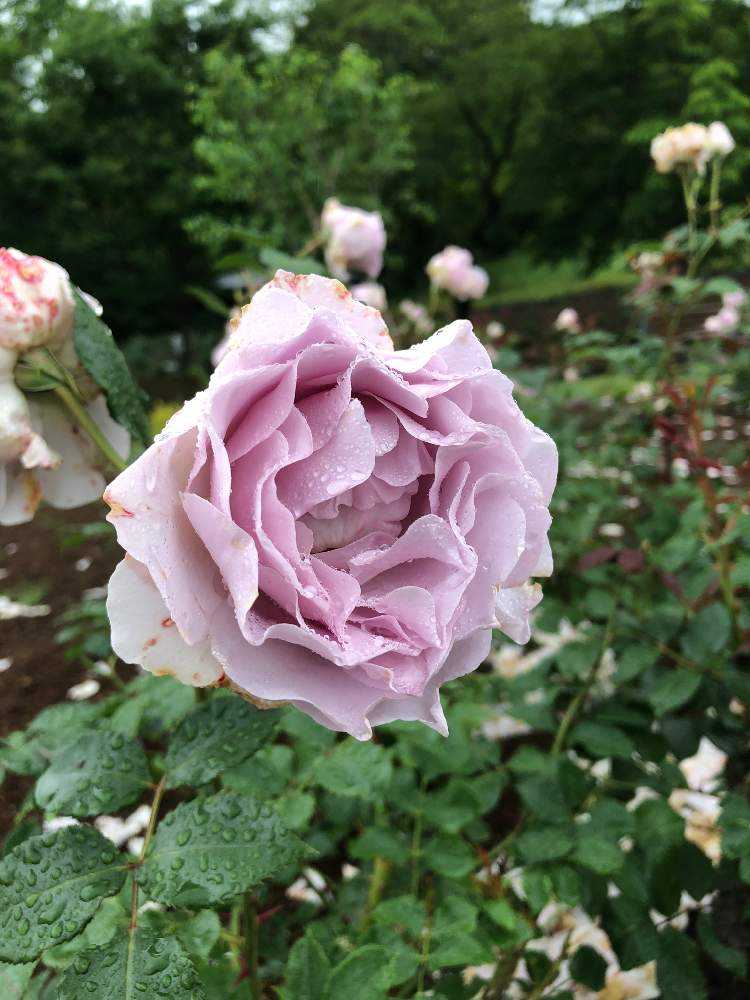 いばらきフラワーパークへ行ってきました Greensnap グリーンスナップ