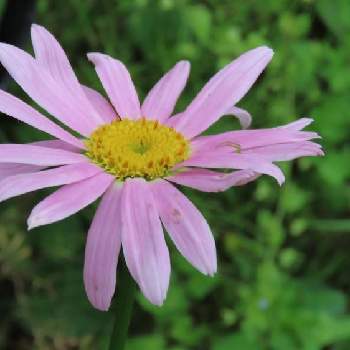 ジョチュウギクの投稿画像一覧 Greensnap グリーンスナップ