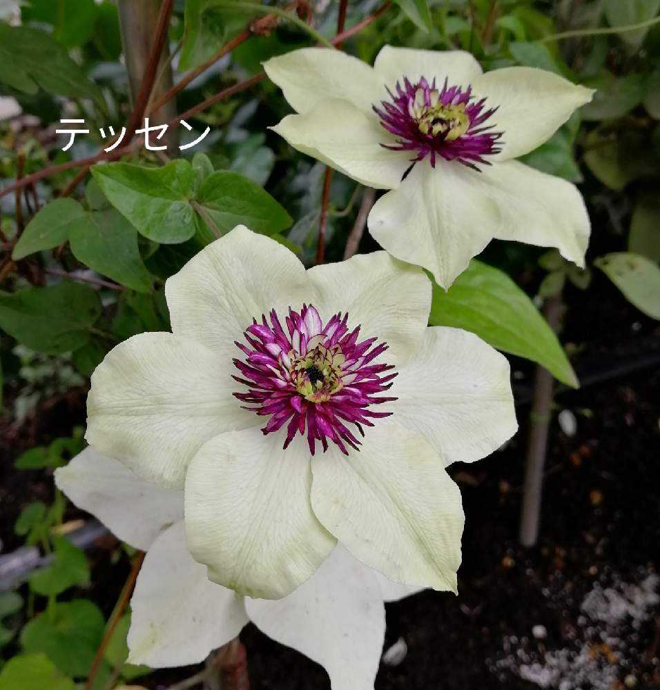クレマチス Greensnap グリーンスナップ