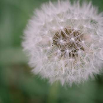 たんぽぽの綿毛の投稿画像一覧 Greensnap グリーンスナップ
