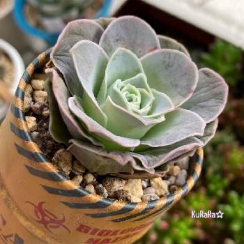 21福袋 4 ピンクエルイエロ 4頭群生 アエオニウム 多肉植物 即納 Mahatmaacademy Com