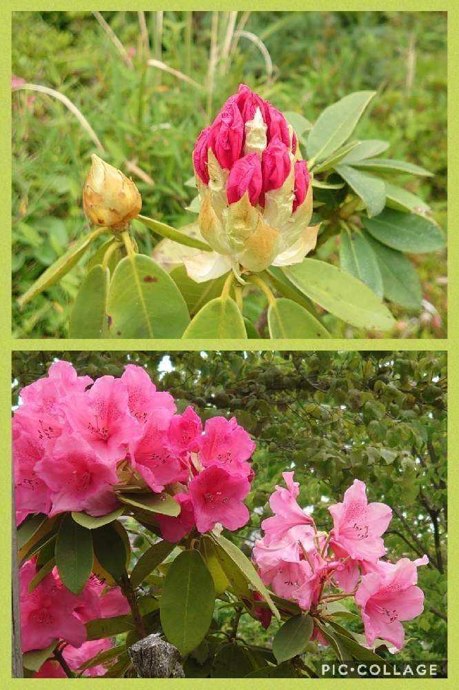 2021春薔薇…五ヶ村堀緑地①【追記】あり｜🍀GreenSnap（グリーンスナップ）
