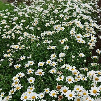ジョチュウギク 除虫菊の投稿画像一覧 Greensnap グリーンスナップ