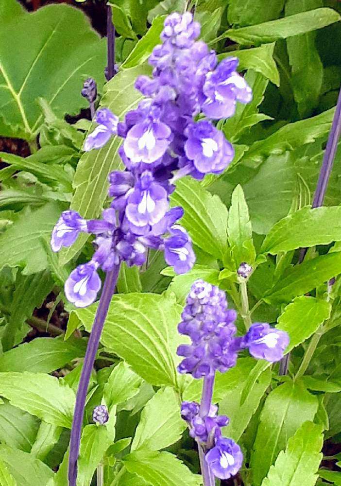 サルビアの投稿画像 By さくら貝さん サルビアファリナセアとスマホ撮影と 今日のお花 と景色と季節の花と風景と花びらとお花と小さな庭とブルーサルビア とスマホ撮影と 今日のお花 と景色と季節の花と風景と花びらとお花とブルーサルビア 21月5月23日