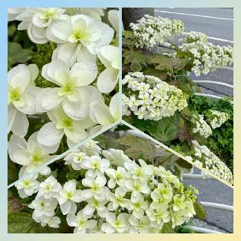 東京湾岸の画像 by スプーンおばさんさん | お出かけ先とカシワバアジサイと頭でっかちととんがり帽子と可愛い花と八重咲きと東京湾岸と花のある暮らしと白い花と梅雨の晴れ間