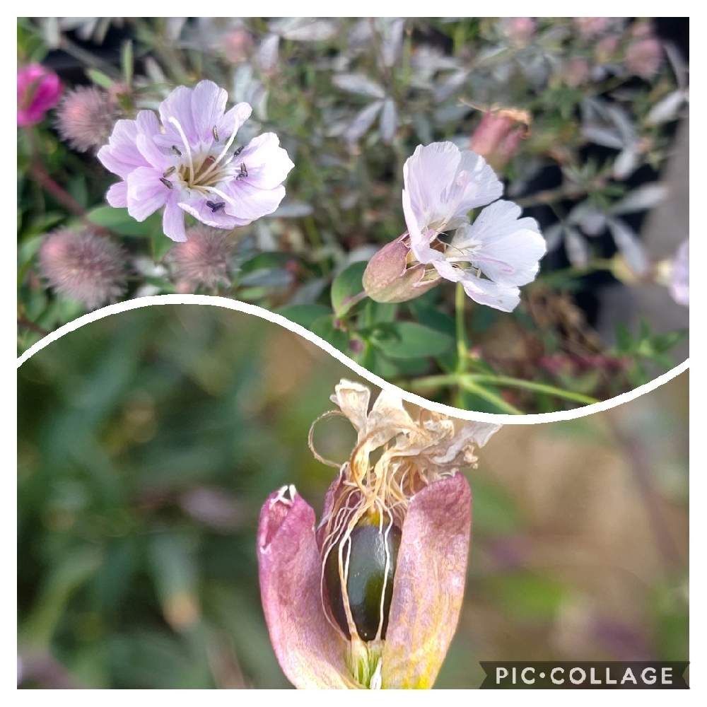 花の種　ネメシア　リナリア　シレネ・ピンクパンサー