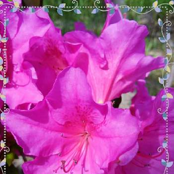 つつジの画像 by かすみそうさん | 小さな庭とつつジと花のあるくらしとピンクの花と好きな色とおうち園芸と花に魅せられてと可愛い〜♡とリフレッシュ♡と大切なはなといやし♪