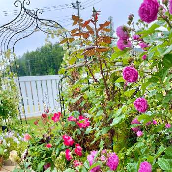 エクセレントフォンシューベルト♥︎︎∗︎*ﾟの画像 by RARAさん | テラスとばら バラ 薔薇とエクセレントフォンシューベルト♥︎︎∗︎*ﾟとhappy♡とバラ 鉢植えと香りフェチと薔薇♪