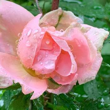 雨の日は……の画像 by にこままさん | 小さな庭と可愛い〜♪と鉢植えで…と癒されて(๑♡ᴗ♡๑)と雨の日は……と2021年5月23日と木々や草花と一緒〜♪と幸せ(๑♡ᴗ♡๑)と花のある暮らし