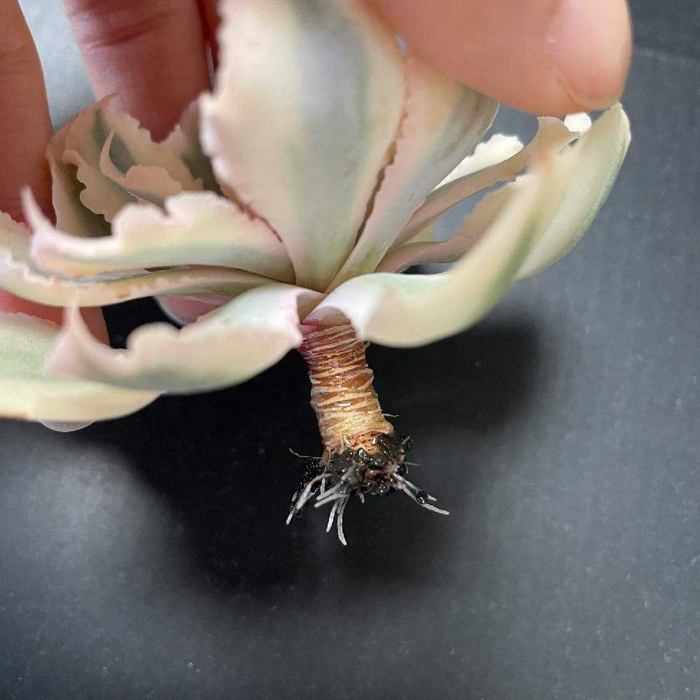 薄葉覆輪斑】多肉フィレンツェ錦の栽培記録｜🍀GreenSnap（グリーン