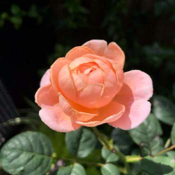 バラ　クイーンオブスウェーデンの画像 by piscesさん | 小さな庭と薔薇♪とバラ・ミニバラとバラ　クイーンオブスウェーデン