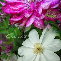 クレマチス,クレマチス 花炎の画像