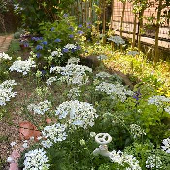 わんこのいる庭の画像 by みーさんさん | きょうは、晴れ☀️とオルレア♡とわんこのいる庭と白い花と小花好き
